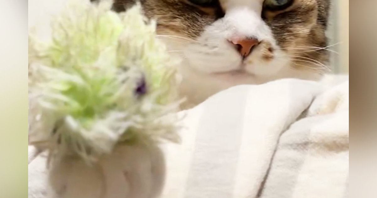 『本気でびっくりしたｗ』眠そうな猫の前足にオモチャを乗せたら…まさかの展開が21万表示「表情が良すぎるｗ」「息止めて見ちゃったｗ」
