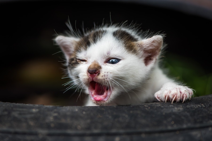 愛猫を見捨てないで！殺処分数を0頭にするためには……