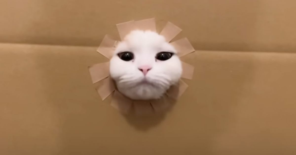 ダンボールの穴が段々小さくなっていったら、猫は…爆笑必至の『とんでもない瞬間』が13万再生「パワフルすぎｗｗ」「最後もう爆笑した」