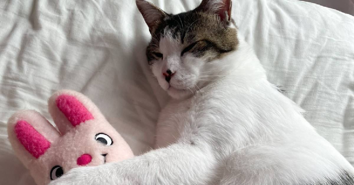 メンタルが限界で号泣していたら、隣にいた猫が…『驚きの行動』に思わず涙がでると3万9000いいね「胸がギュッとした」「イケメンすぎる」