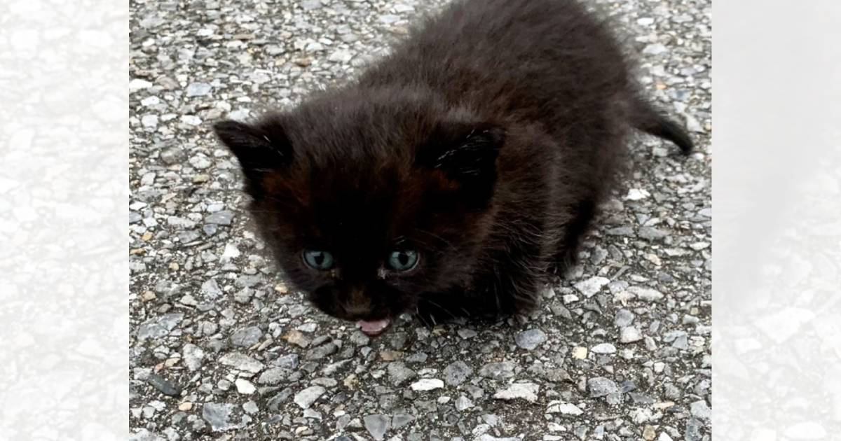 小さくうずくまるパヤパヤの子猫を保護して数年後…思わず笑っちゃう『現在の様子』に12万いいね「何があったｗｗ」「幸せそうで何より」