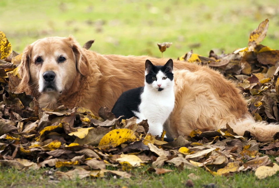 犬と猫の違いとは！性格や暮らし方など5つの見方