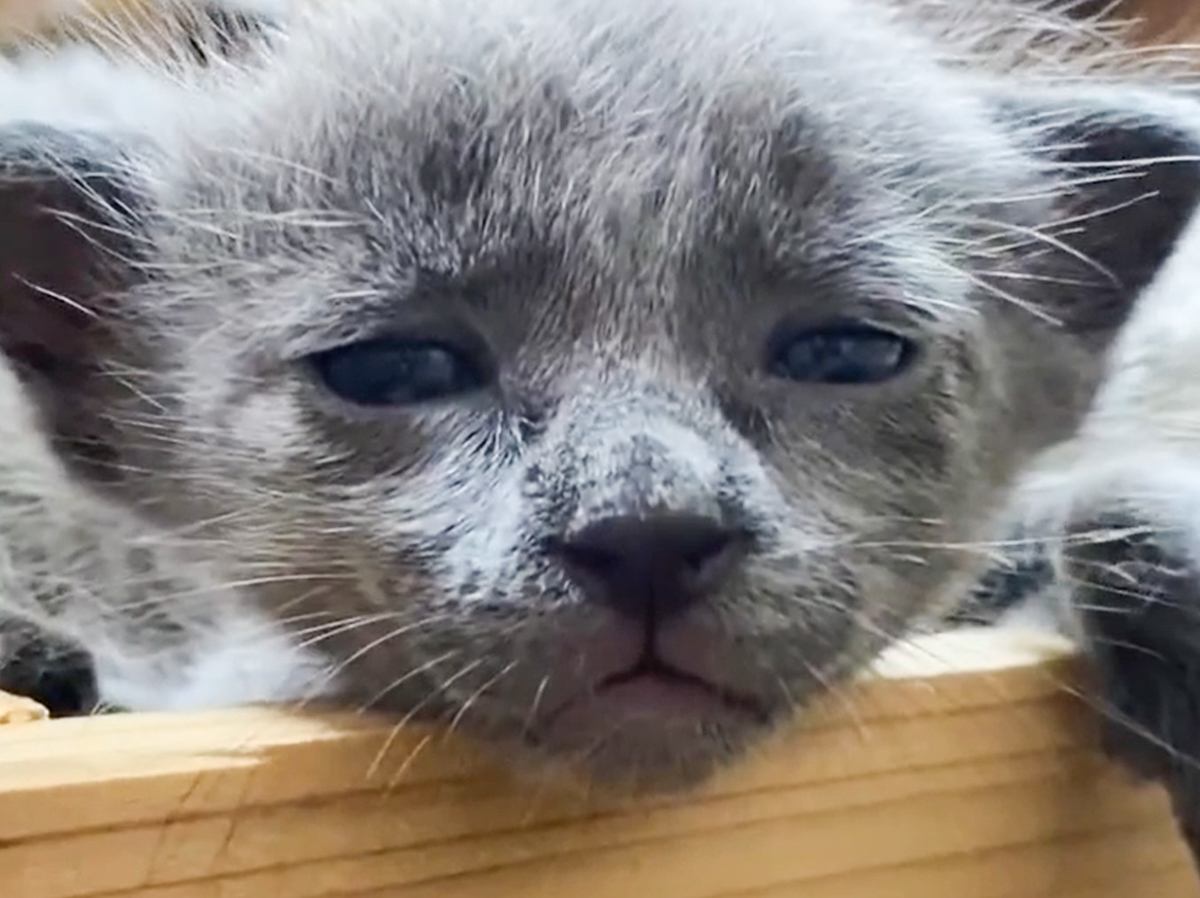 ブサカワだった猫『どんな感じで成長するのかな』と思ったら…まさかの大変身が衝撃的すぎると66万再生「ヨーダｗｗ」「ほんと変わった」