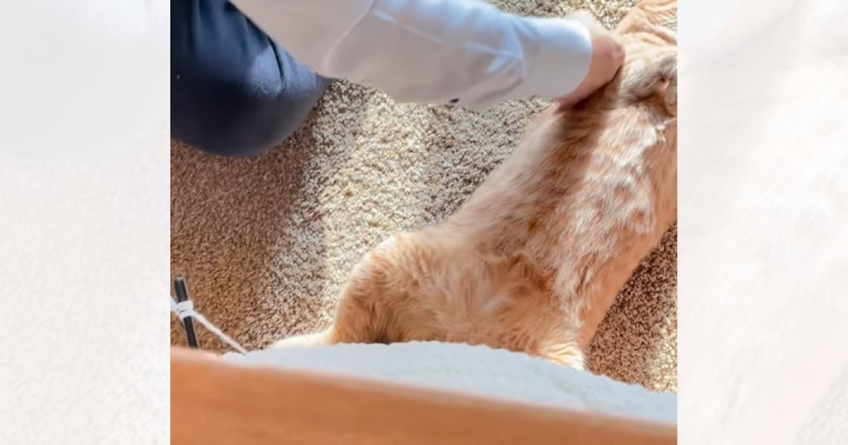 パパと浮気していたところを目撃されて……猫がママに見せた『まさかの行動』が可愛すぎると63万再生「修羅場やなぁｗ」「ニヤニヤした」