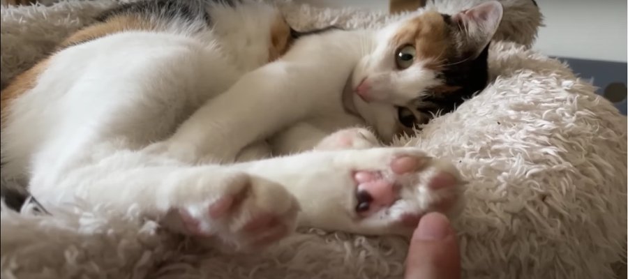 猫ちゃんのかわいい肉球を狙う怪しい何か…？！