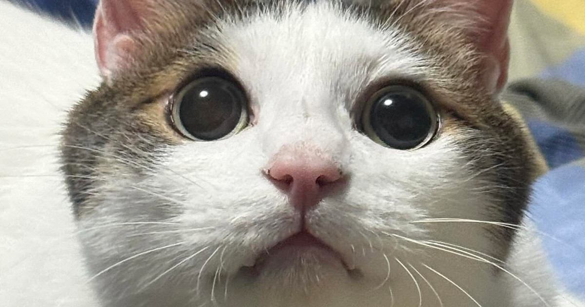 キラキラとした瞳の猫→表情が変わると…同じ猫とは思えない『驚きの変貌ぶり』に爆笑「きゅるんとしてたのにｗ」「カラコンを取った後みたい」