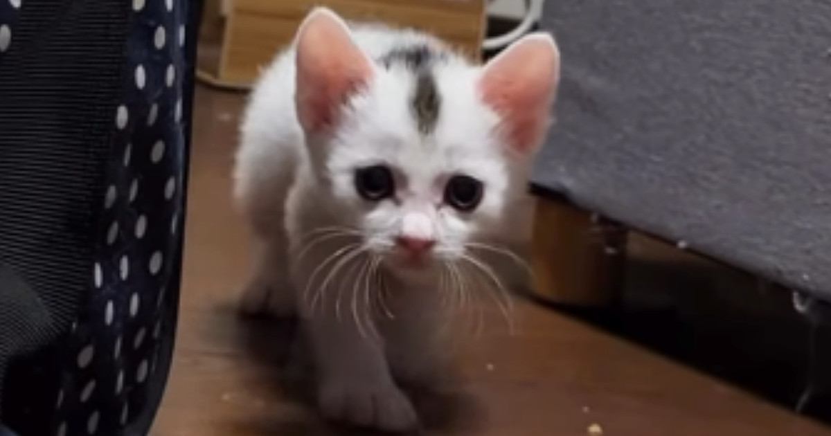飼い主を『ロックオン』した子猫→ゆっくり近づいてきて…キュンとくる光景に「可愛すぎて変な声でた」「私のところにも来てほしい」と悶絶の声