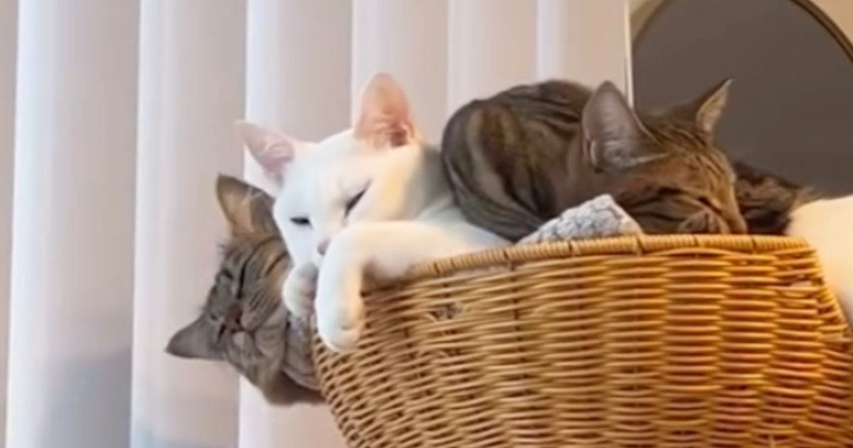 飼い主のたった一言で『熟睡していたはずの猫たち』が……直後の『驚きのリアクション』に爆笑の声続出「表情がツボｗ」「威力がすごいｗ」