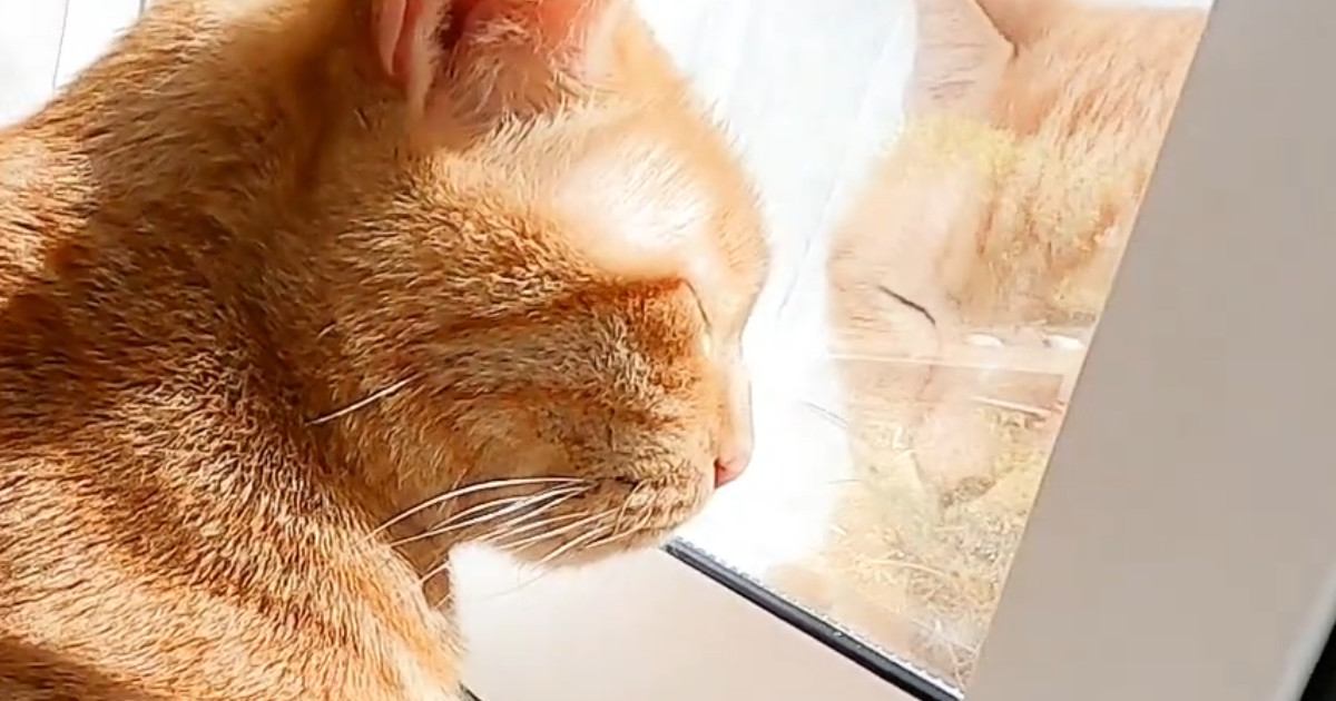 窓辺が大好きな猫たちのために『お昼寝台』をDIYした結果…素敵な"仕上がり"に「パパさんスゴイ」「愛を感じる」と称賛の声