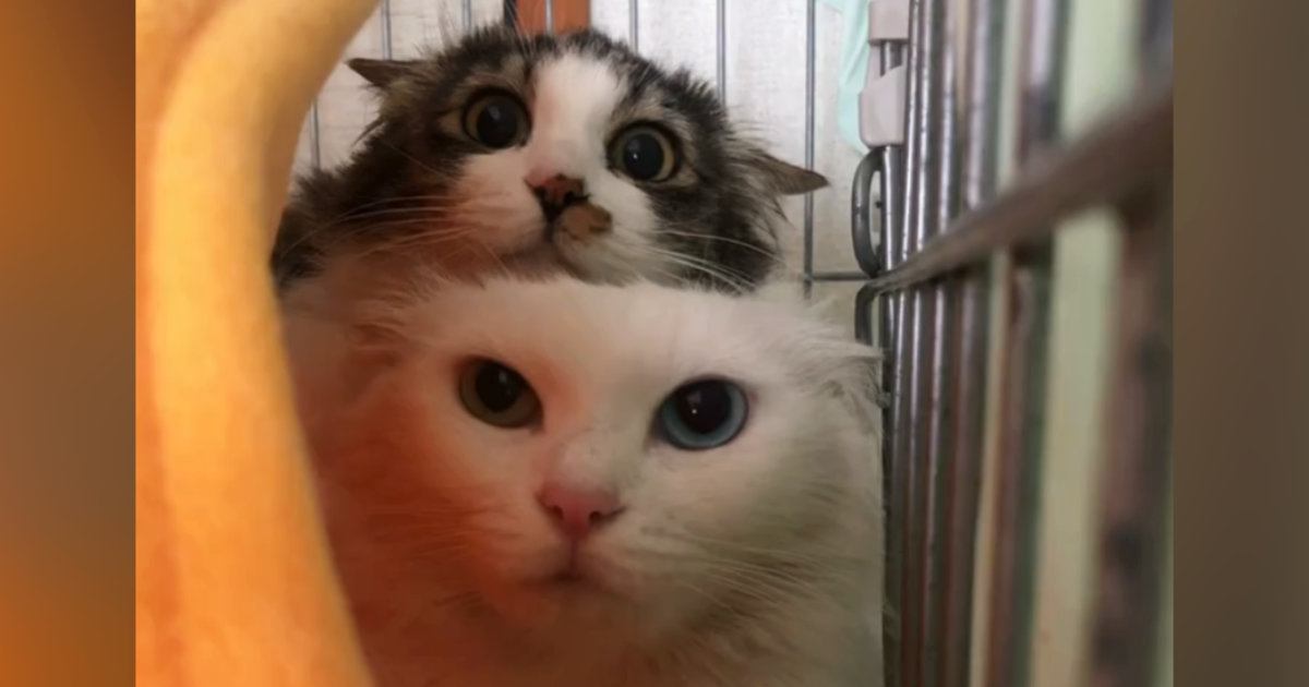 心を開かなかった『保護された姉妹猫』→優しい先住猫に任せてみた結果…まさかの展開に「泣ける」「もう寂しくないね」と感動の声続出
