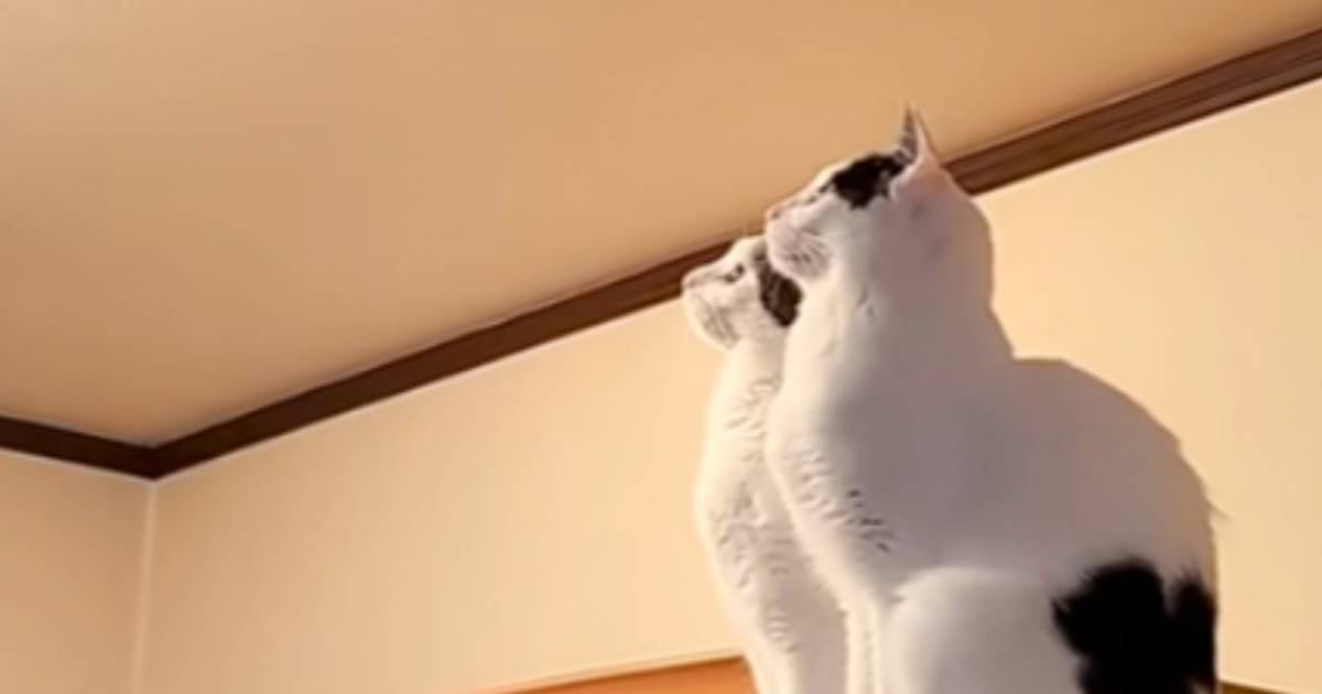 キッチンに現れた『G』→猫がやっつけてくれると思ったら…まさかの結末が215万再生「狙ってたのに最後ｗ」「可愛すぎて何回も見ちゃうｗ」