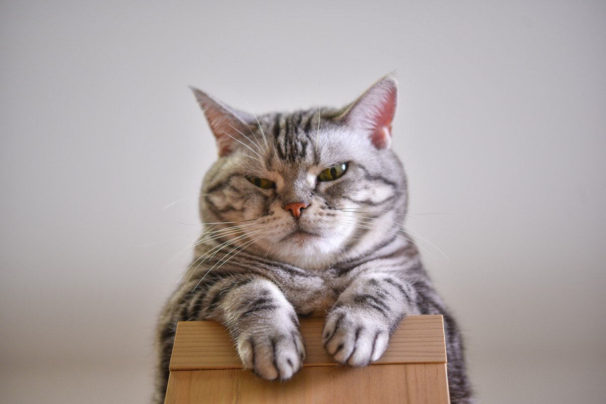 猫を『乗らないでほしい場所』に近寄らせない方法6つ　効果的な対策からしつけ方のコツまで