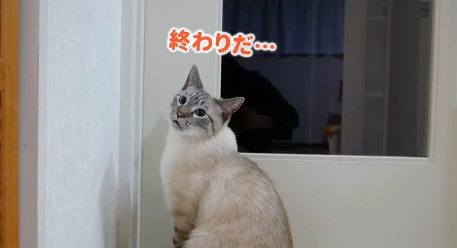 猫語でお話し！猫ちゃんと飼い主さんの会話