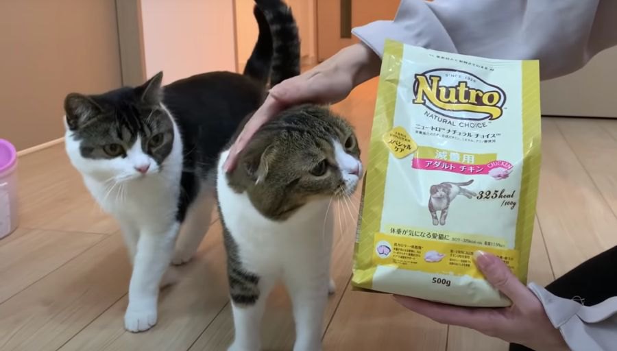 おいしくて見つめ合っちゃう？新しいフードを食べる猫さんたち！