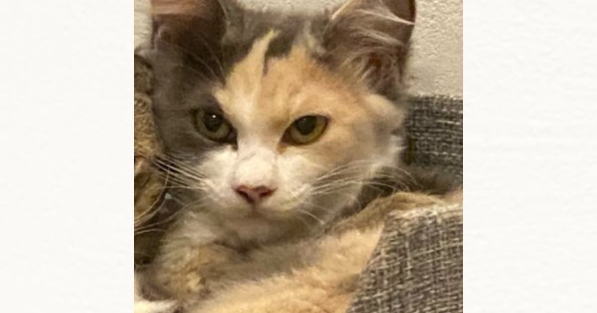 外で暮らしていた『薄汚れた野良猫』が保護されると…見違えるほど美しくなった『感動のビフォーアフター』に「とっても綺麗」「もう面影がないね」