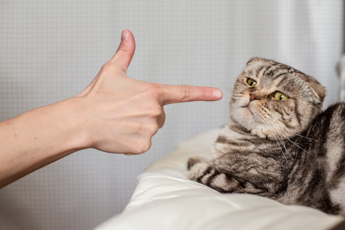 猫をしつけで叩くことの危険性と正しいしつけ方