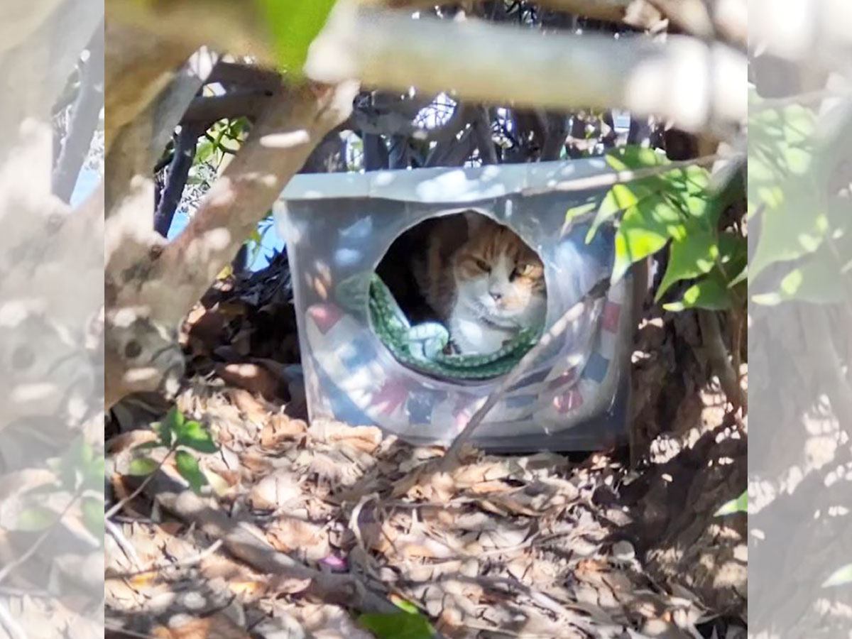 極寒の公園で暮らす『険しい表情のメス猫』を保護…表情の変化が『まるでお姫様』と話題に「可愛い過ぎます」「ご縁ですね」の声