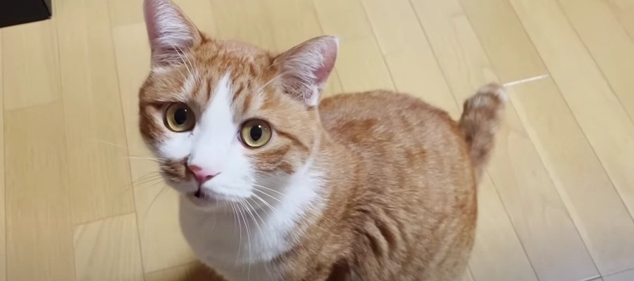 レベルが高すぎる！お喋り上手な猫ちゃんたちにご注目♡