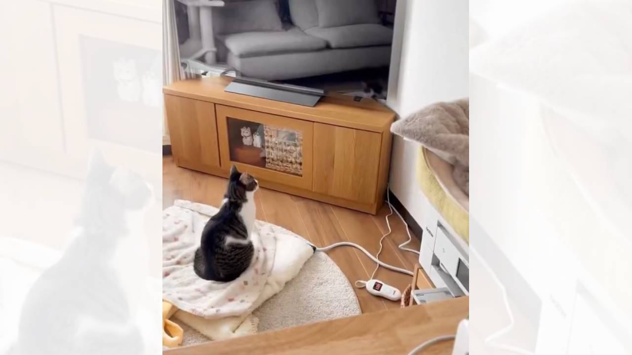 『真っ暗なテレビの画面を見つめている猫』かと思いきや…まさかの視線の先に1万3000いいね「めっちゃ笑ったｗ」「美容師のやり口ｗ」