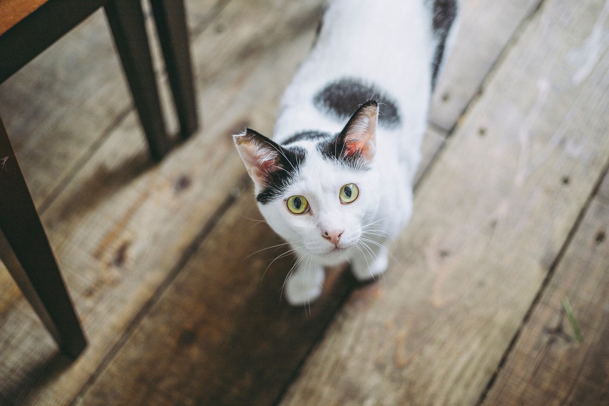 愛猫がずっとあとを付いてくる…猫に見られる「後追い」、考えられる4つの理由と対処法