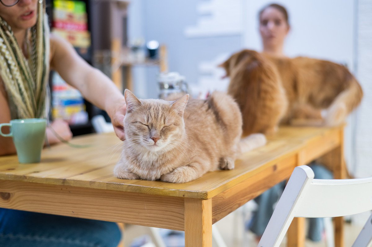 カタールから連れ帰った19匹の猫と「猫カフェ」を開業準備中の姉妹　よりよい猫の福祉を実現する場に　英国