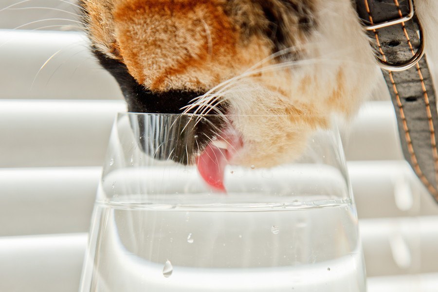 猫はどんな風にお水を飲んでるか知ってる？