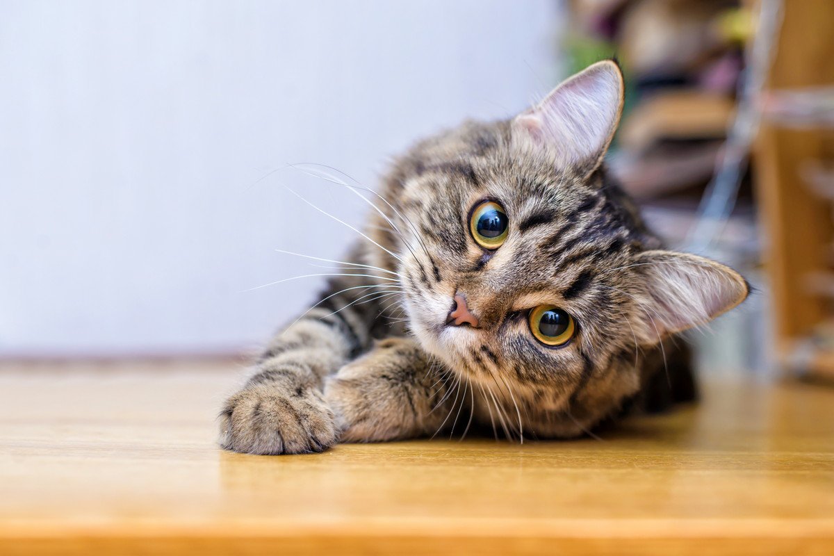 愛猫が『認知症』かどうか迷ったら確認すべき3つのチェックポイント　進行を緩めるためのアドバイスも
