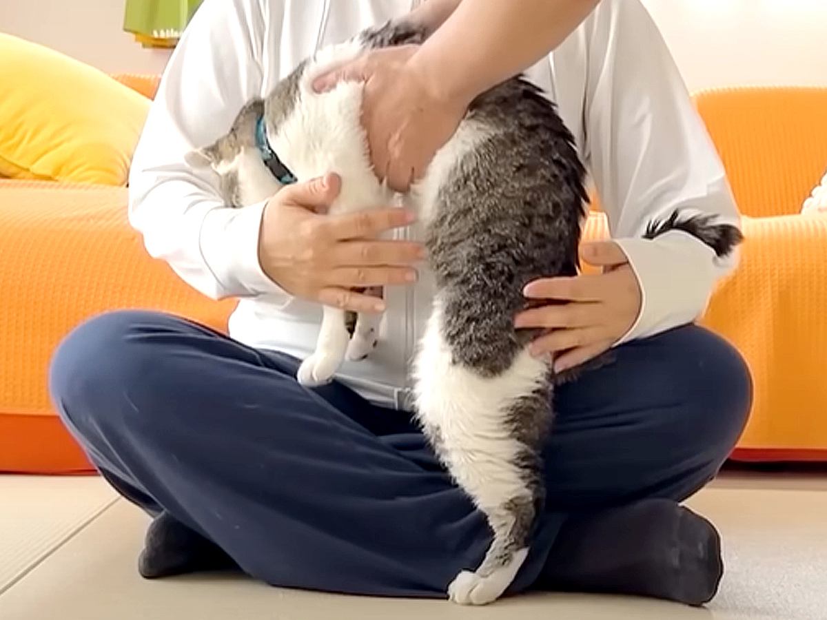 『目隠しをしても２匹の愛猫を見分けられるのか』夫婦で検証→家族愛を感じる『まさかの結果』に「すごく楽しかった」「平和で大好き」と反響