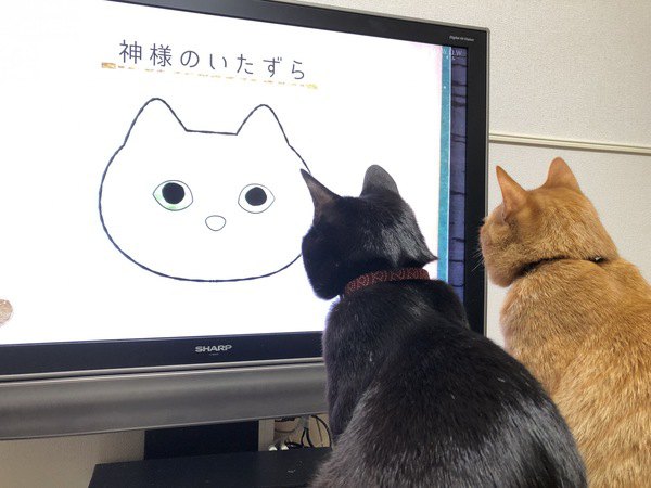 家にいる時間が長い今こそ！猫の映画おすすめ３選