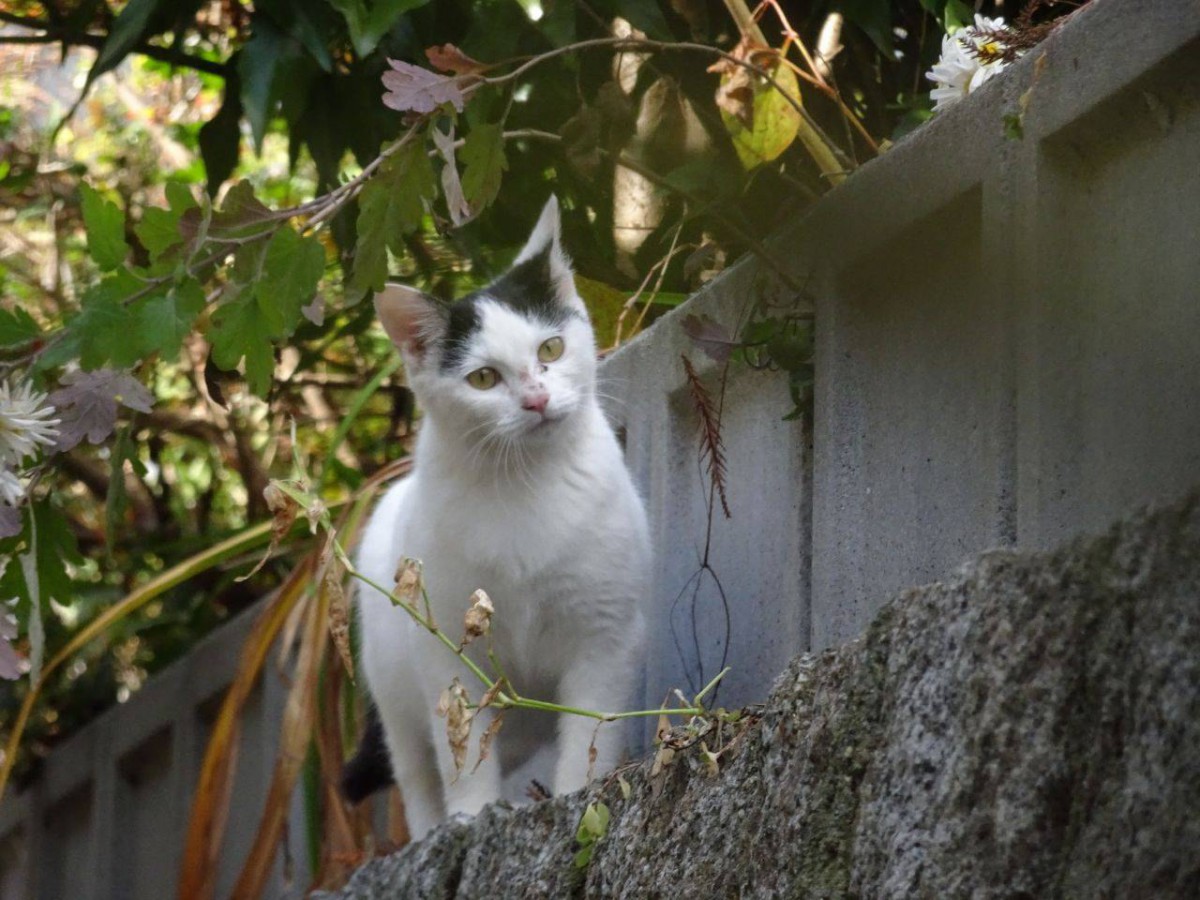 原発事故被害の飯舘村で保護。無人村で生まれ育った猫が幸せに