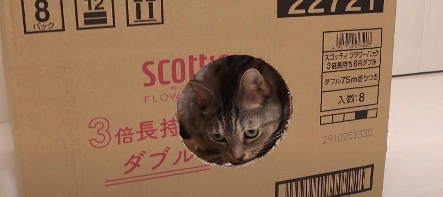 絶対だめ！ダンボールを守り抜く猫ちゃん♪