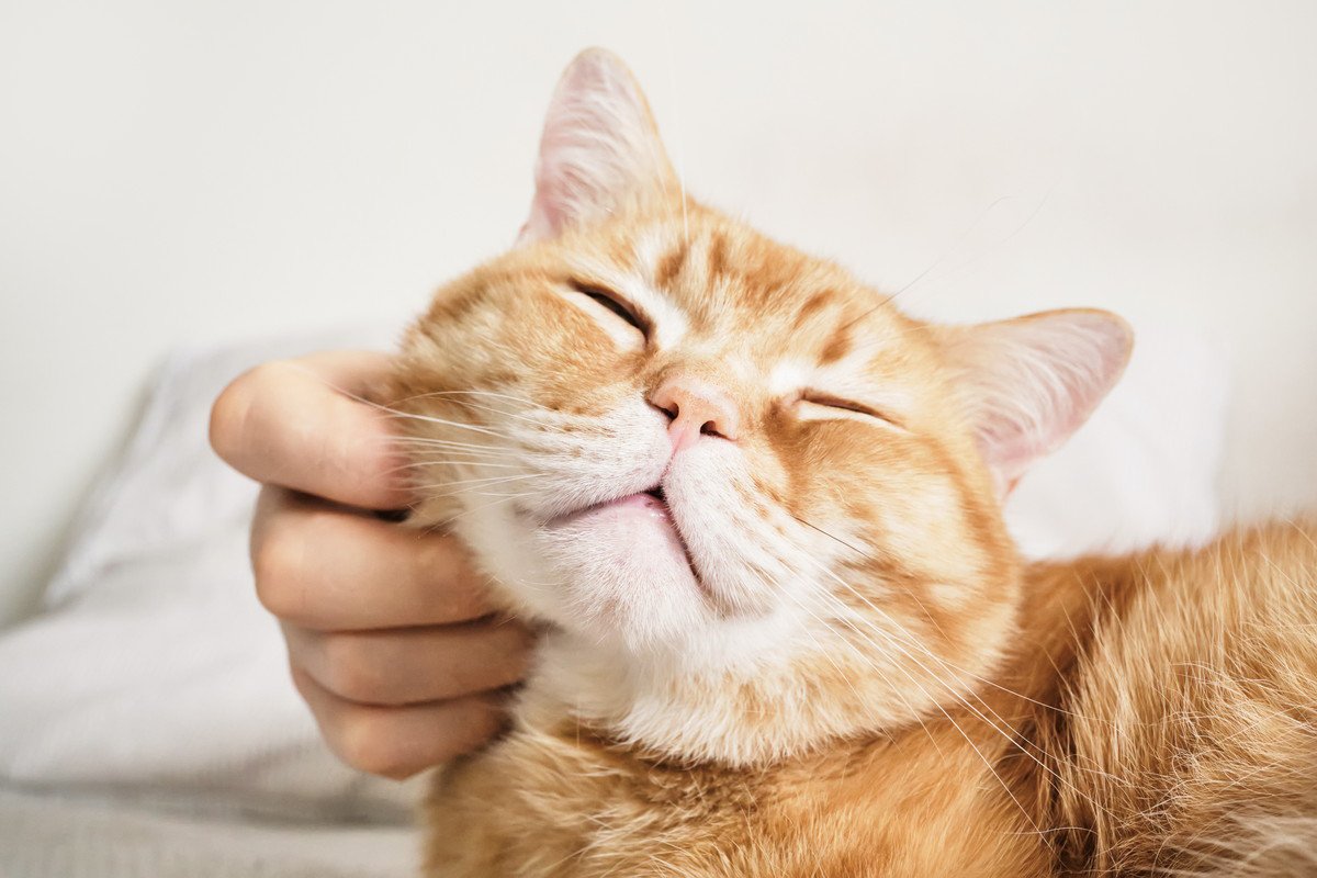猫が『生きがい』を感じる瞬間3選　満足度を高める習慣や飼い主が心がけたいこと