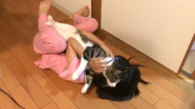 猫と少女の『仲が良すぎた』結果…種を越えて通じ合うふたりの関係が最高すぎると6万7000再生を突破