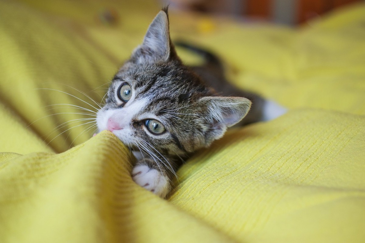 子猫 タオル 吸う