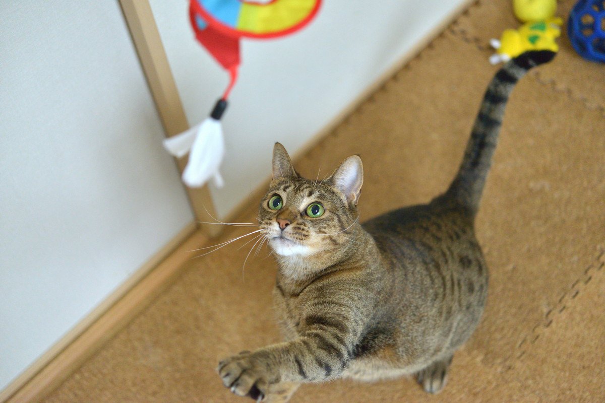 猫と『集中力』にまつわるおもしろい話3選　実は飽きっぽくない？猫の存在が人の集中力を高める？