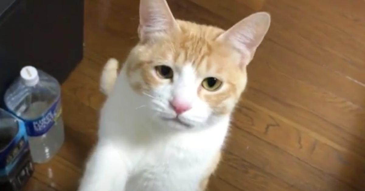 かまってほしそうな猫をひたすら無視してみたら…もん絶する人が続出の『可愛すぎる反応』が109万再生「破壊力やばい」「にゃうが可愛い」