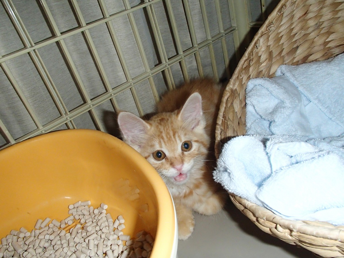 お家が無かったけど今は幸せ♡我が家に末っ子猫「だいず」がやってきた！