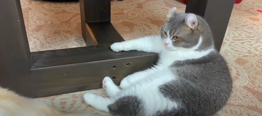 仕事上がりに一杯キメたい！？お疲れ様すぎるパパ猫くんの一日