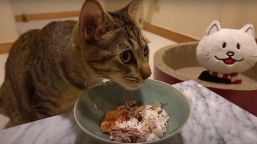 猫ちゃんの誕生日！豪華海鮮丼でお祝い♡