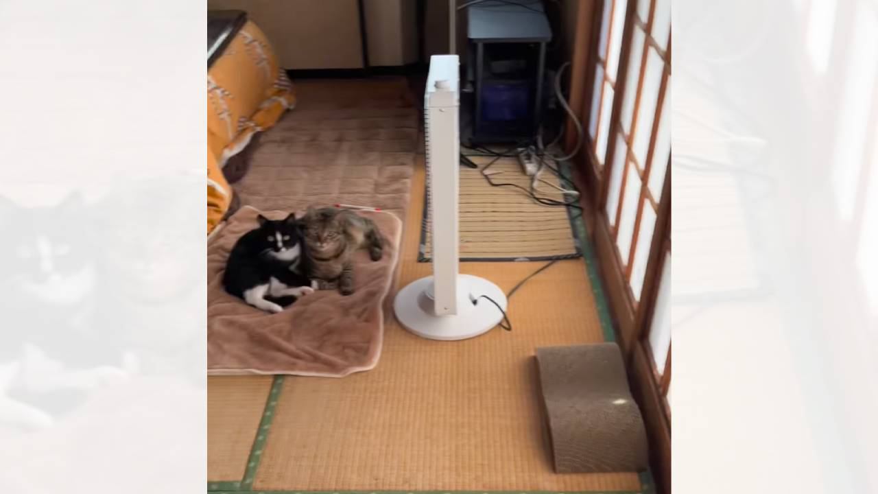 扉を開けたら、ヒーターのまえで２匹の猫が……『幸せあふれる光景』に癒されると109万再生「見るだけで幸せ」「本当にいるだけで可愛い」