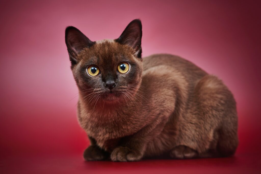 【獣医師監修】アメリカンバーミーズってどんな猫？特徴や性格から飼う前の注意点・価格相場まで徹底解説