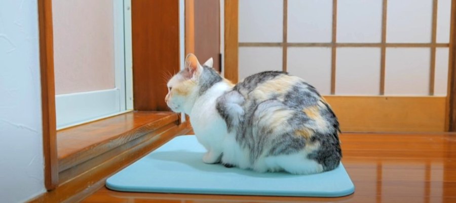 新しいマットの上で日課の出待ちをする猫ちゃん♪