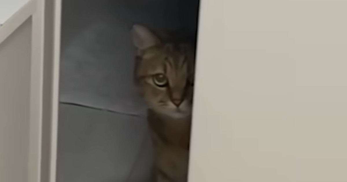 『掃除機が大嫌いな猫』→掃除機をかけようとすると…可愛すぎるリアクションに癒される人が続出「察知してんの凄い」「すごい不満そうｗ」