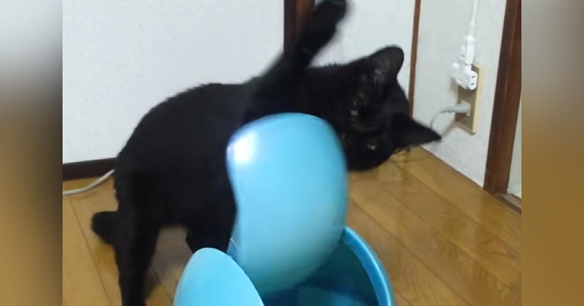 『何か嫌なことあった…？』蓋が回転するゴミ箱で遊ぶ黒猫→激しすぎる『遊び方』に「使い方あってるねｗ」「永遠に見てられるｗ」と爆笑の声