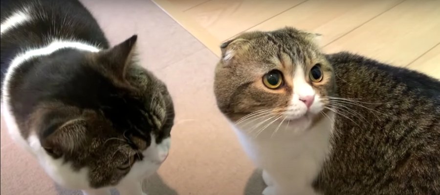 『おやつちょうだいニャ〜』もらえなくて拗ねちゃった猫ちゃん