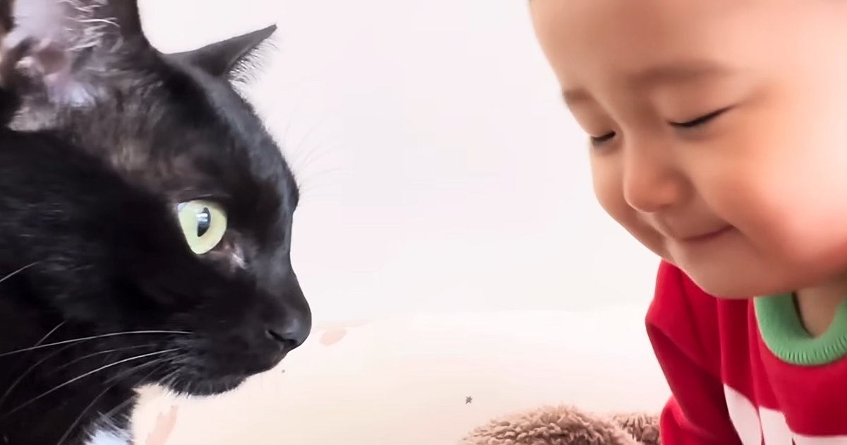 赤ちゃんのことが大好きな猫→いつもそばにいて…あまりにも尊い『相思相愛な光景』に「本当にすごい」「ずっと仲良しでいてほしい」と反響