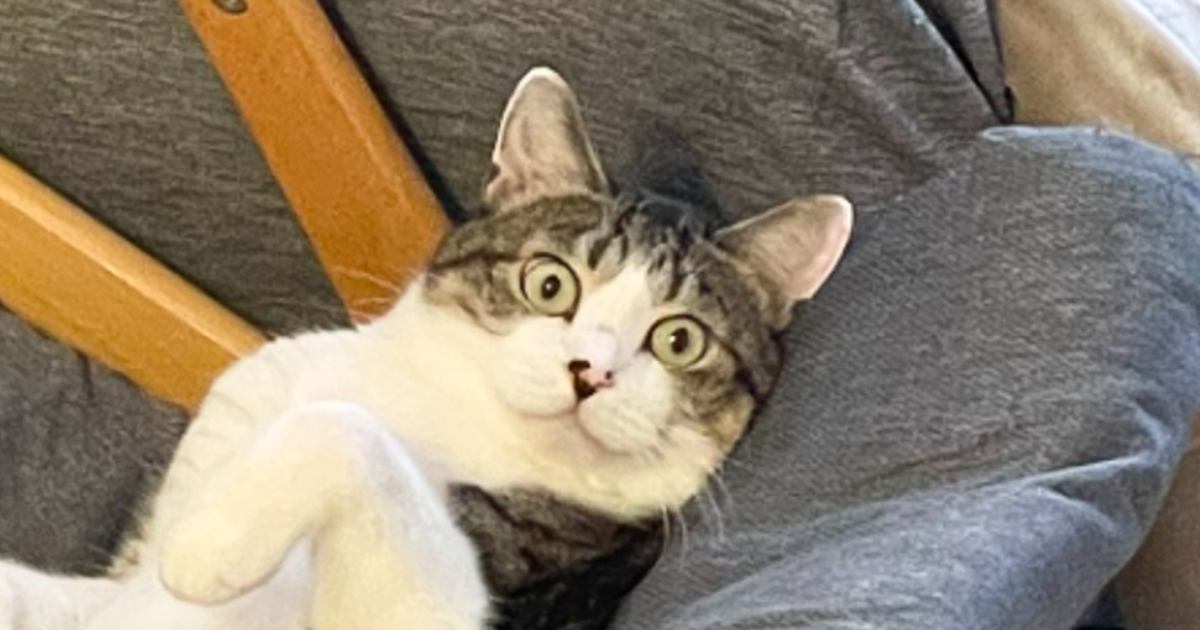 椅子の上で凄い姿勢でくつろいでいる猫……思わず笑っちゃう『まさかの状況』に1万7000いいね「宇宙と交信中かなｗ」「なんか幸せそう」