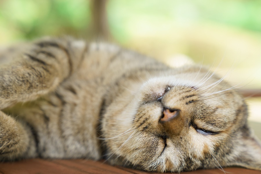 寝ている姿でわかる猫の気持ち８つ