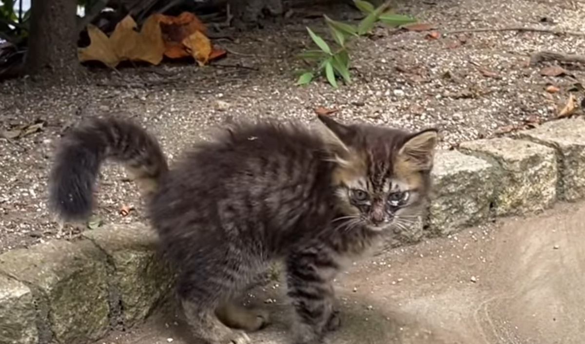 捨てられて『痛々しい姿をした子猫』を保護…愛情のリレーで『幸せを掴むまで』の話に感動「綺麗になったね」「最後の光景に泣きそうになった」