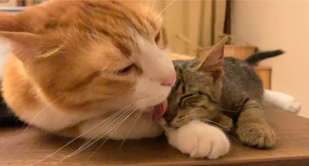 『保護子猫を受け入れてくれた先輩猫に感動』していたら、突然…まさかの行動に爆笑の声続出「可愛すぎるｗｗ」「ばかおもろい」と5万いいね